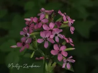 Anjerfamilie [Caryophyllaceae]